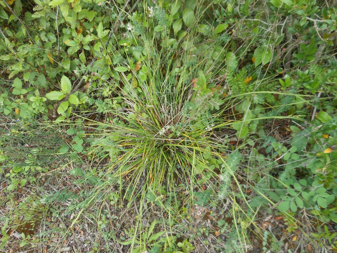 Carex grioletii / Carice di Griolet